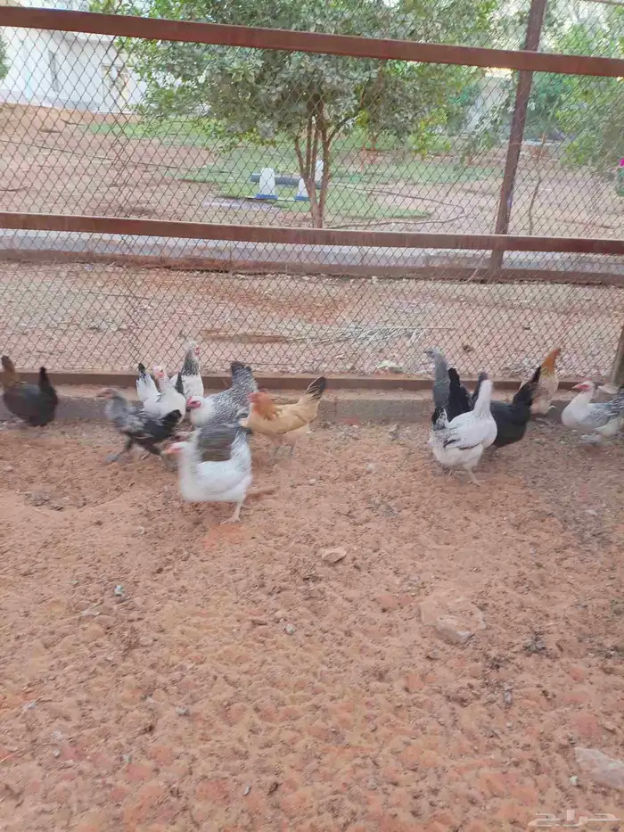 دجاج هجين براهما سوبر جامبو 2