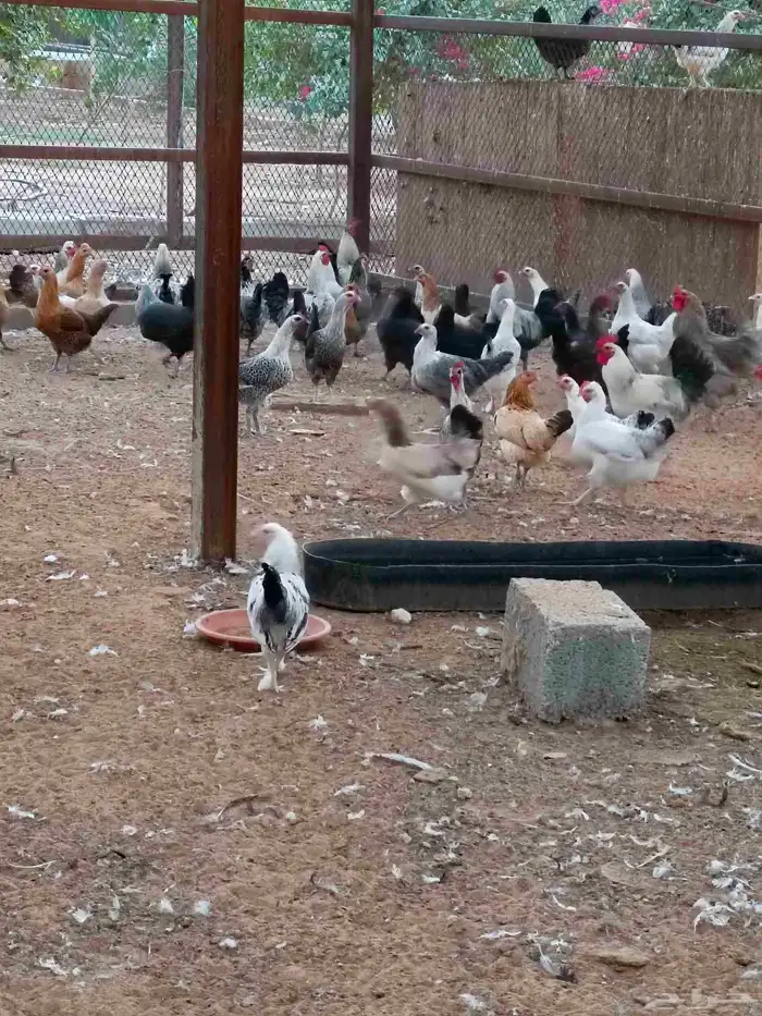 دجاج هجين براهما سوبر جامبو 7