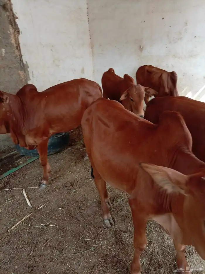 حسلان للبيع 10