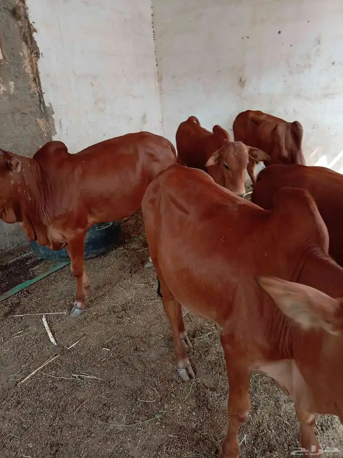 حسلان للبيع 9