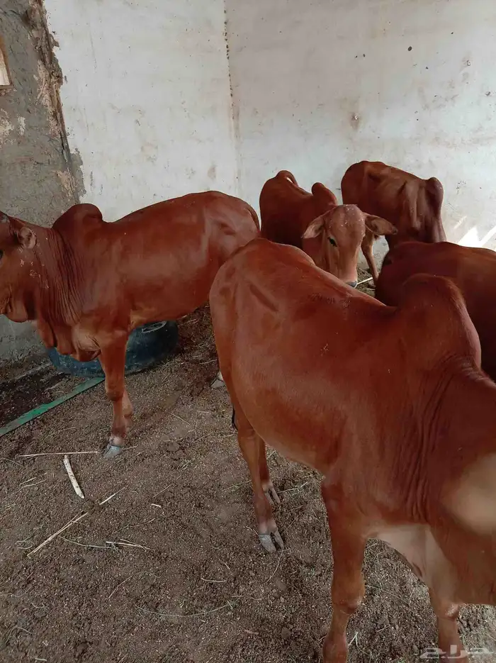 حسلان للبيع 7