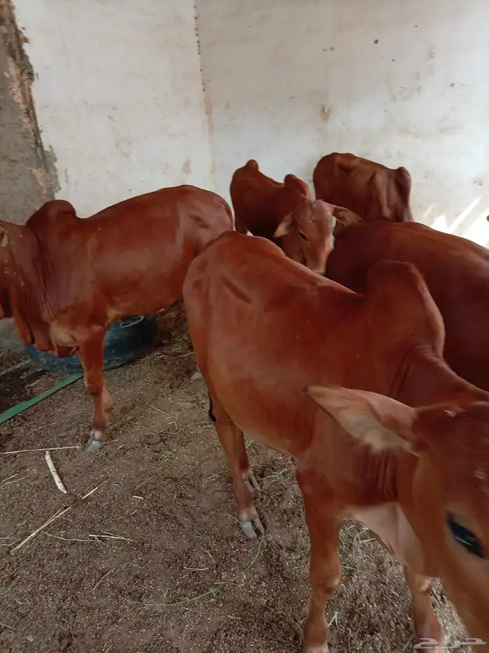 حسلان للبيع 11