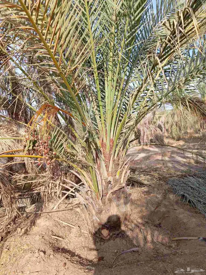 نخل للبيع جثايث وفسائل 0