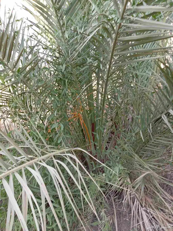 نخل للبيع جثايث وفسائل 1