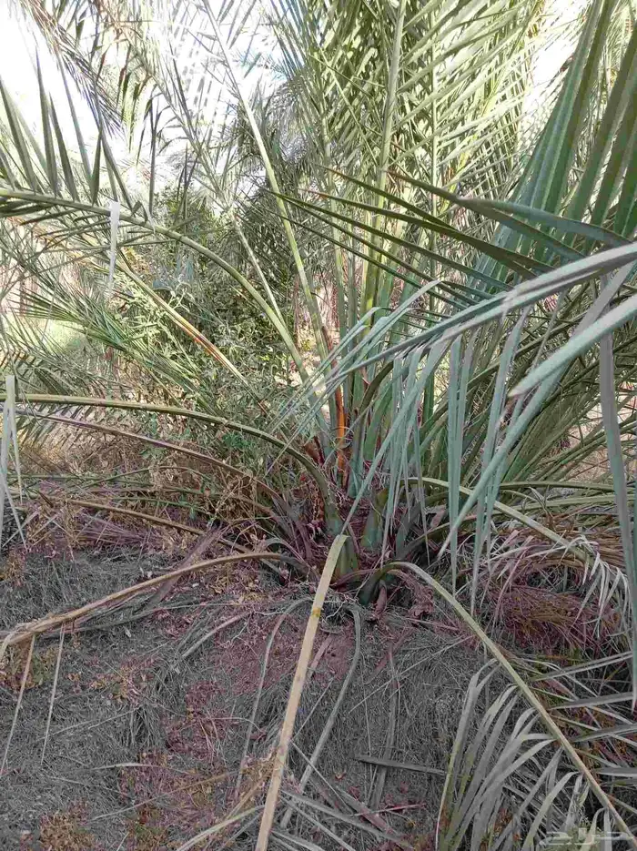 نخل للبيع جثايث وفسائل 2