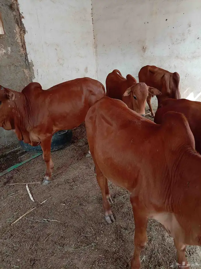 حسلان للبيع 6