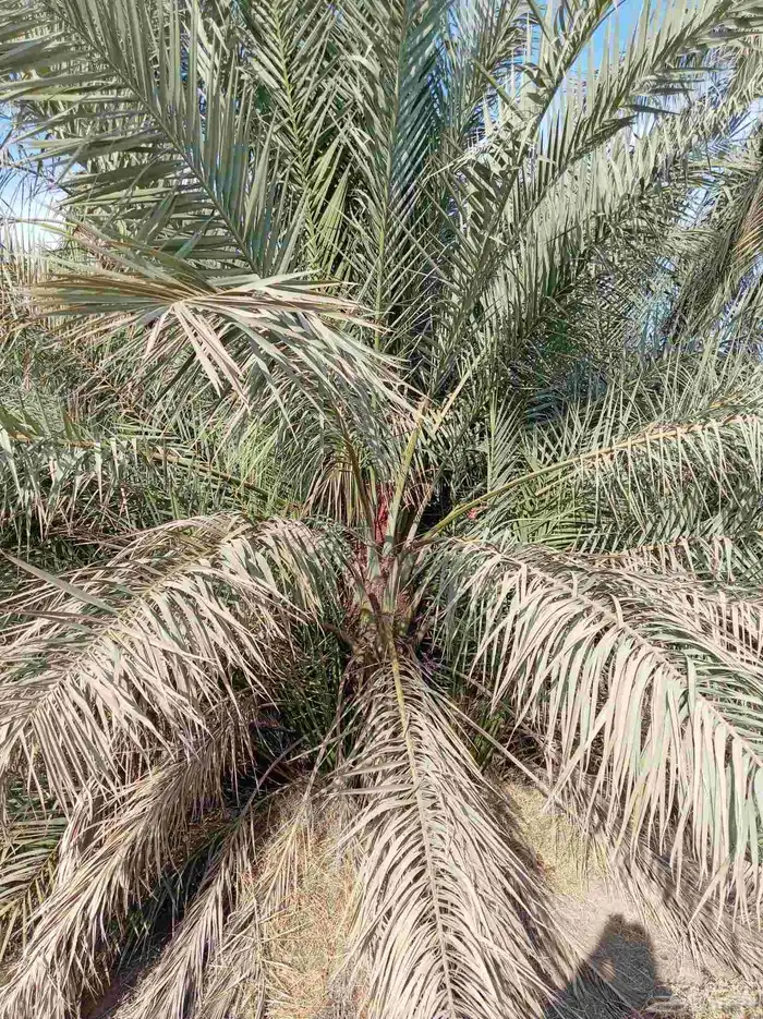 نخل للبيع جثايث وفسائل 3