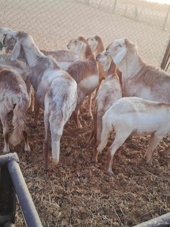 شياه سواكني بلدي 4