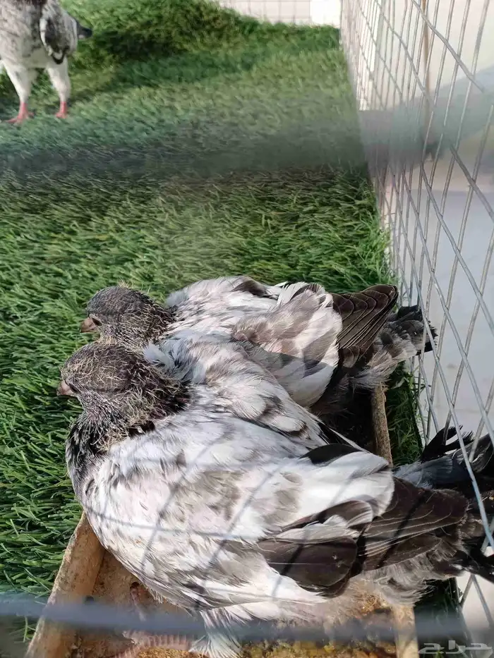 ذكر باكستاني انتاج طيران تب ما شاء الله مع فرخين عياله 4