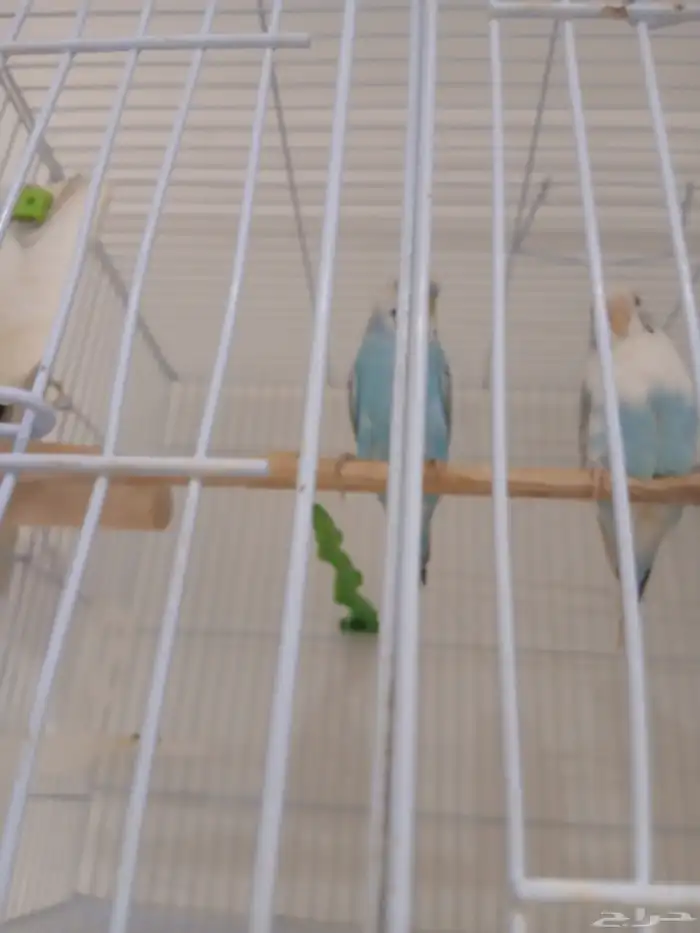 طيور الحب اباجي النسيم 0