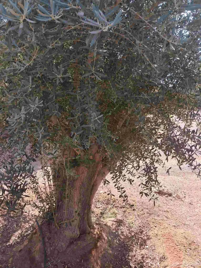 زيتون ساق واحد ميه بالميه 5