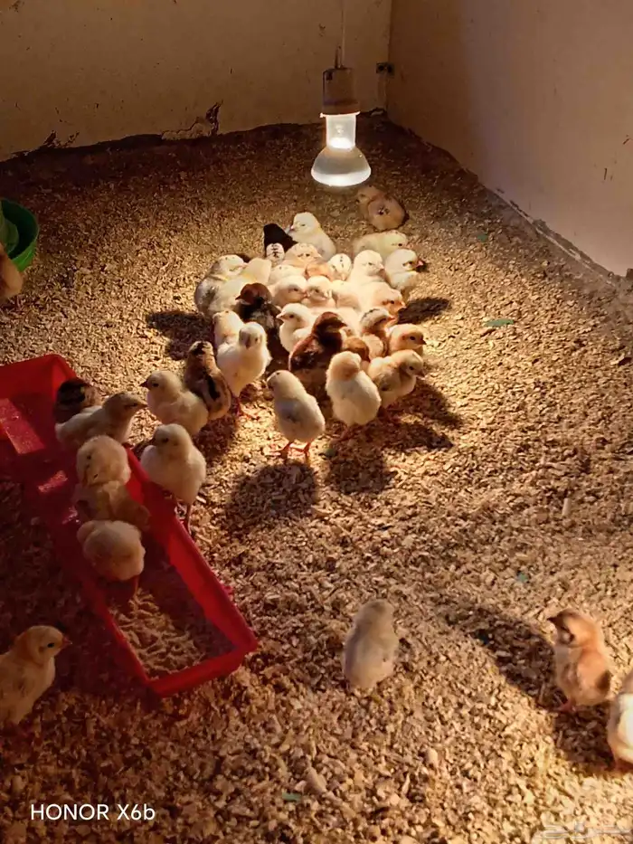 Fumie cheken 600 piece 2