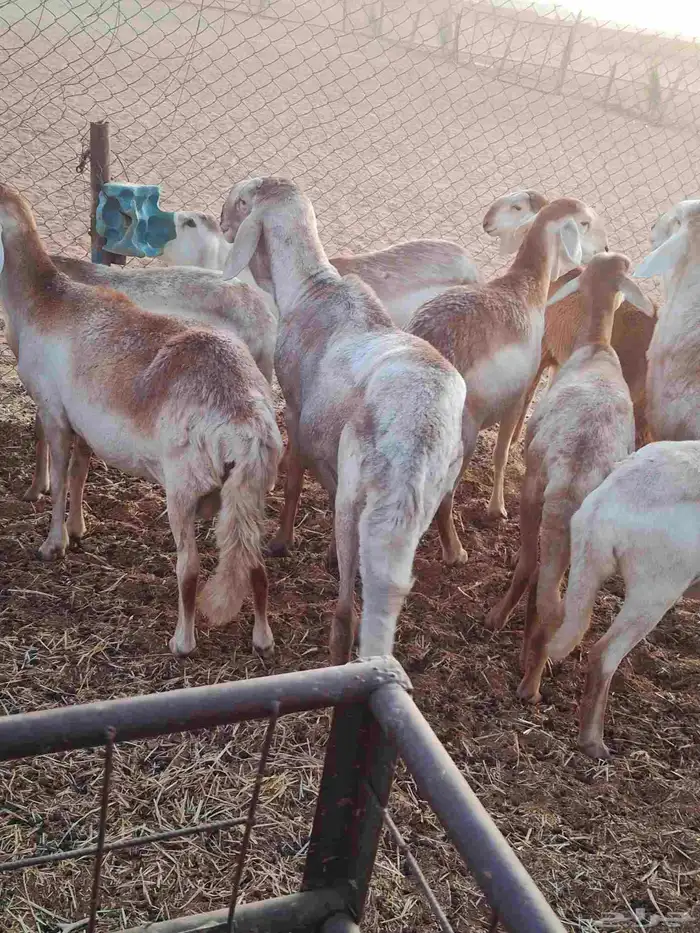 شياه سواكني بلدي 0