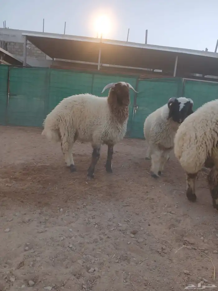 طليان نعيمي 2