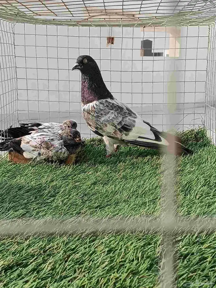 ذكر باكستاني انتاج طيران تب ما شاء الله مع فرخين عياله 7