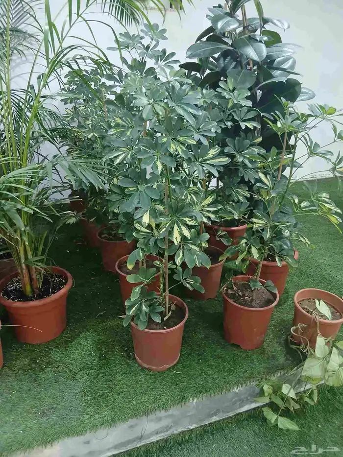 زرع طبيعى وصناعى 7