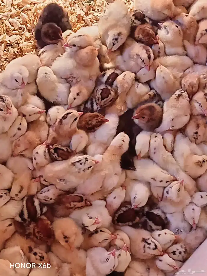 Fumie cheken 600 piece 3