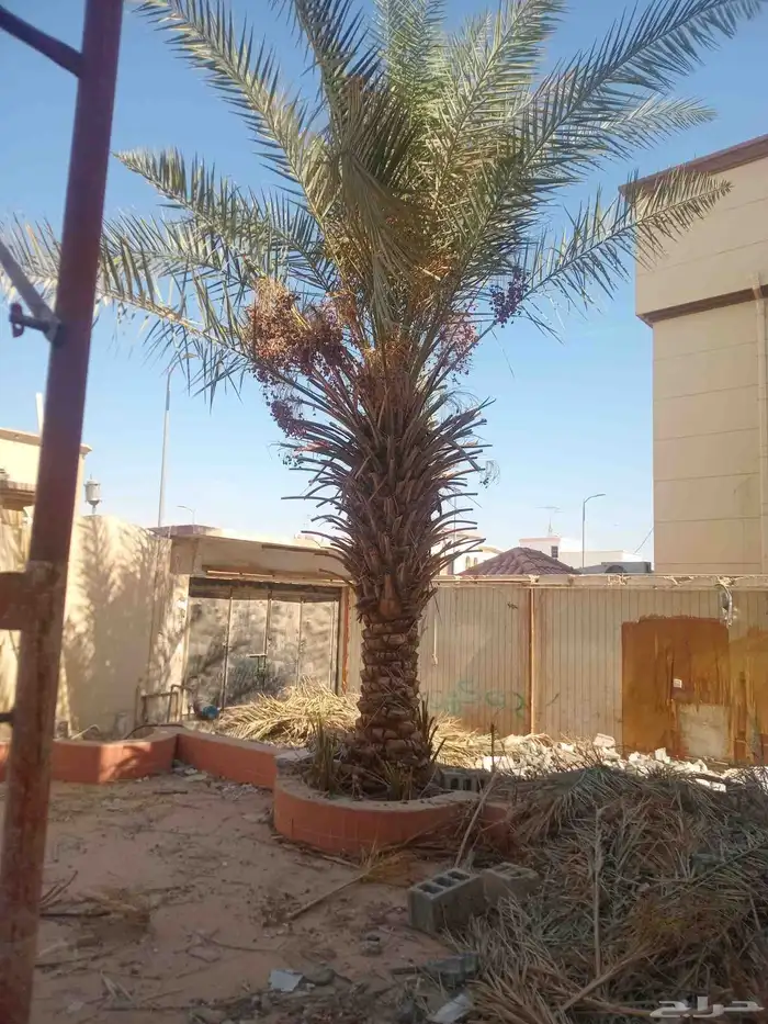 نخله اللي محتاجها يجي يشلها 0