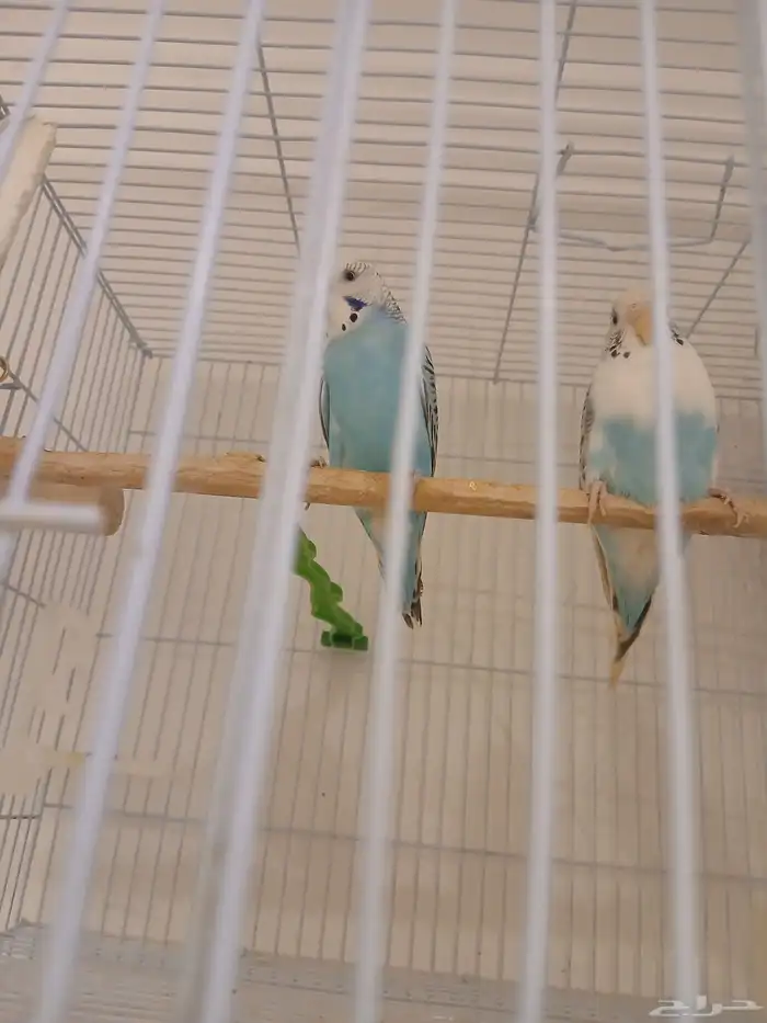 طيور الحب اباجي النسيم 1