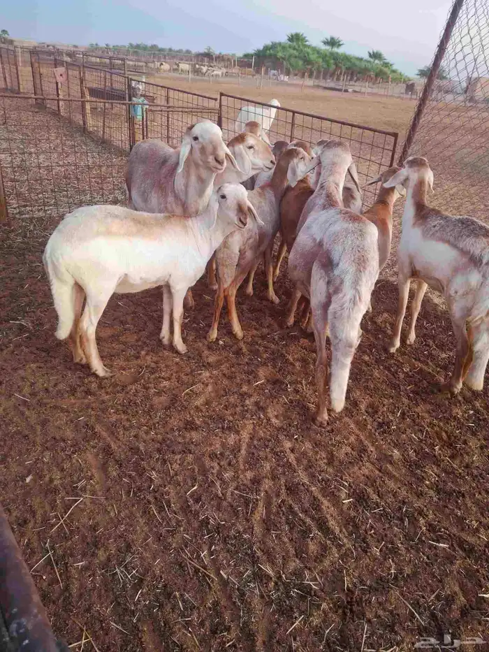 شياه سواكني بلدي 2