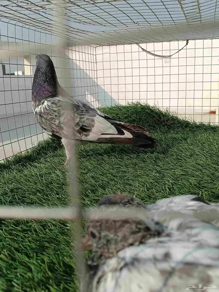 ذكر باكستاني انتاج طيران تب ما شاء الله مع فرخين عياله 5