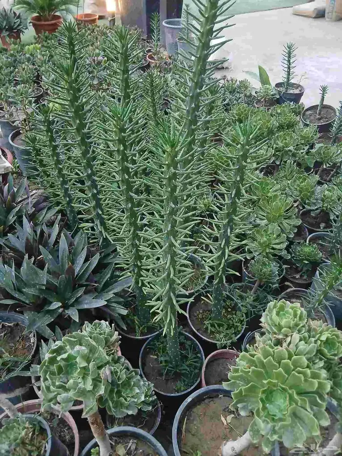 زرع طبيعى وصناعى 6