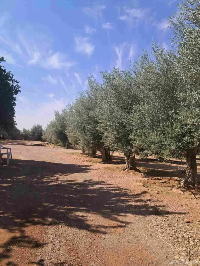 زيتون ساق واحد ميه بالميه 1