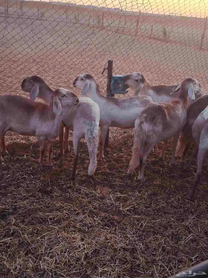 شياه سواكني بلدي 3