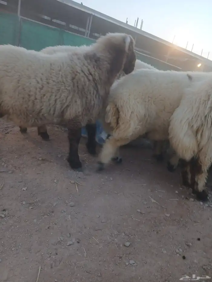 طليان نعيمي 1