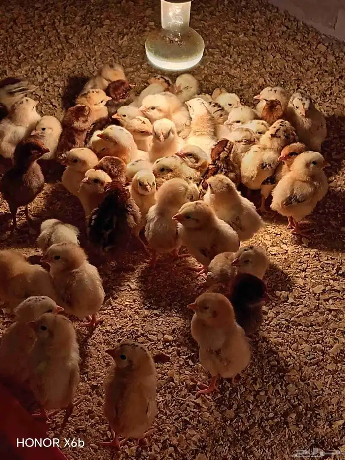 Fumie cheken 600 piece 0