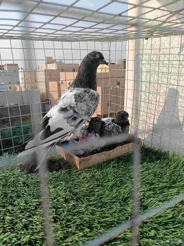 ذكر باكستاني انتاج طيران تب ما شاء الله مع فرخين عياله 1