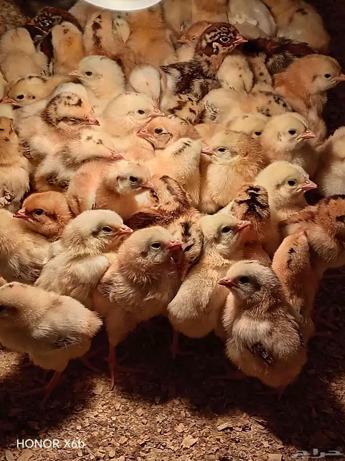 Fumie cheken 600 piece 1