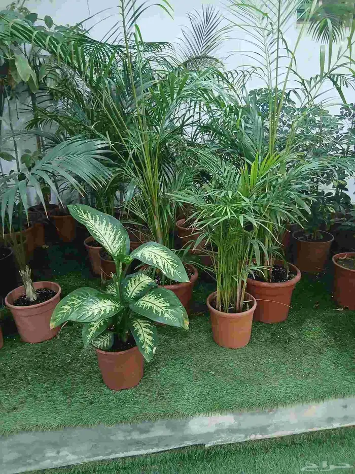 زرع طبيعى وصناعى 8