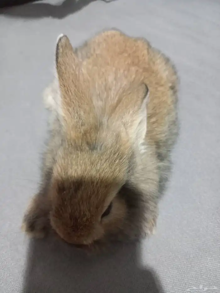 ارنب للبيع 0