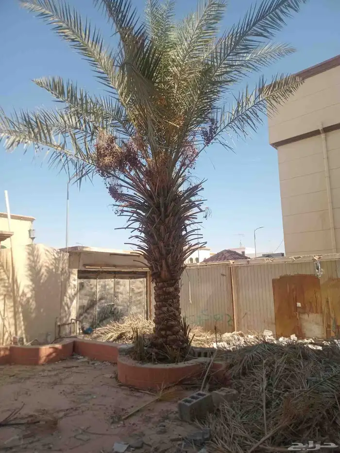 نخله اللي محتاجها يجي يشلها 1