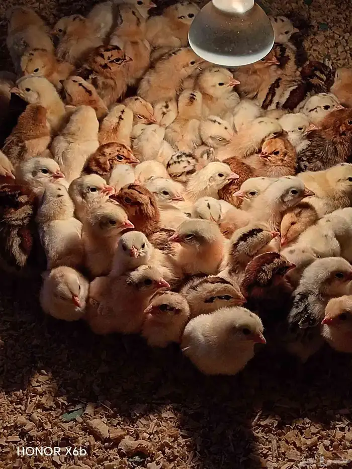 Fumie cheken 600 piece 4