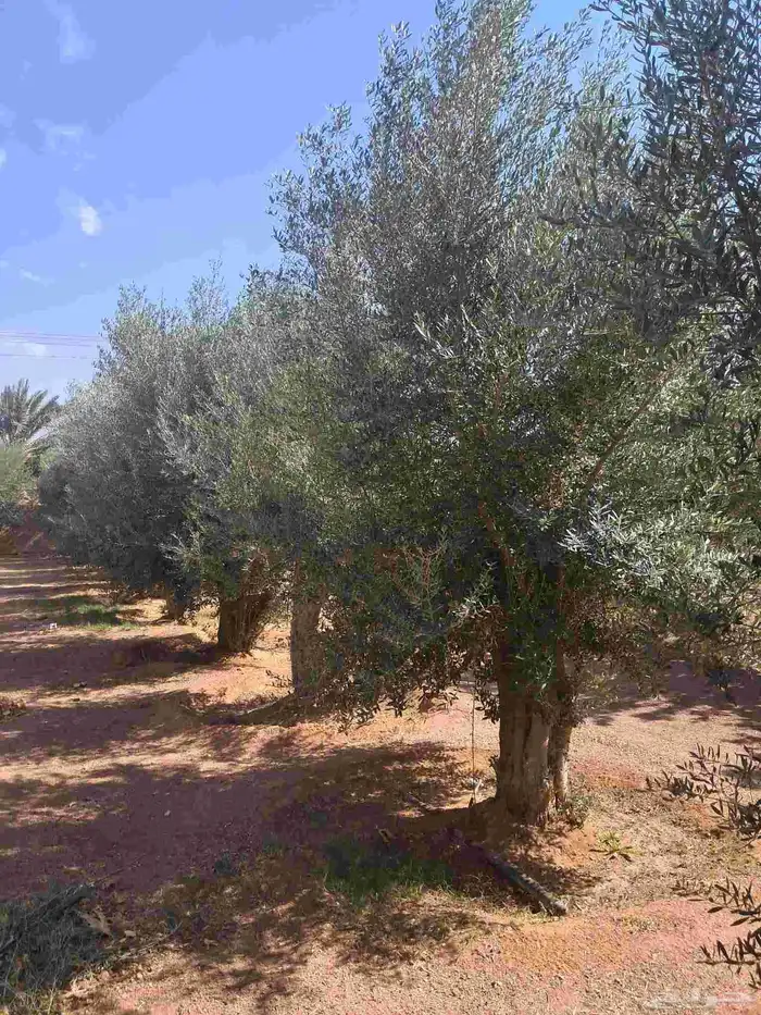 زيتون ساق واحد ميه بالميه 3