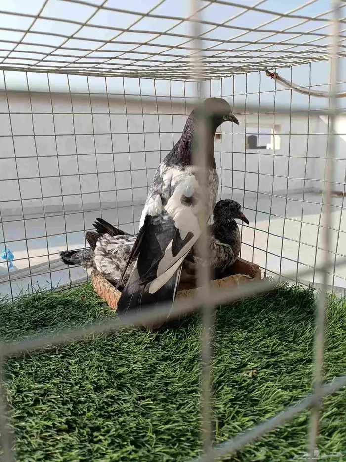 ذكر باكستاني انتاج طيران تب ما شاء الله مع فرخين عياله 2