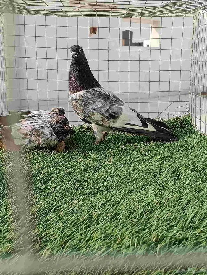 ذكر باكستاني انتاج طيران تب ما شاء الله مع فرخين عياله 6