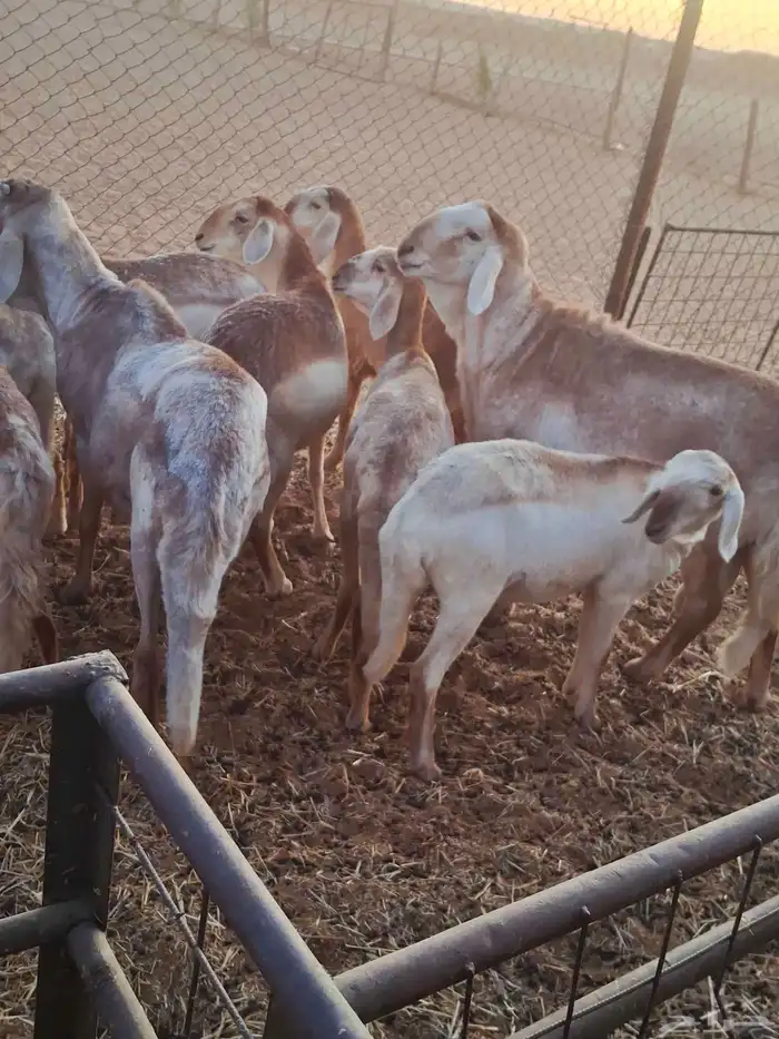 شياه سواكني بلدي 1