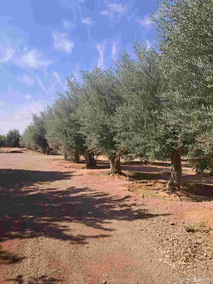 زيتون ساق واحد ميه بالميه 0