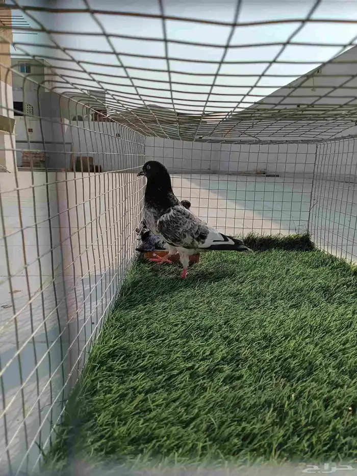 ذكر باكستاني انتاج طيران تب ما شاء الله مع فرخين عياله 3