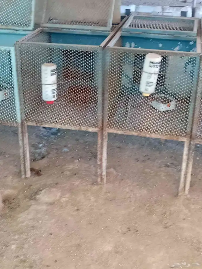 بطاريات الرانب العد الربعين بطاريه 33 للمهات وسبعه للذكور 1