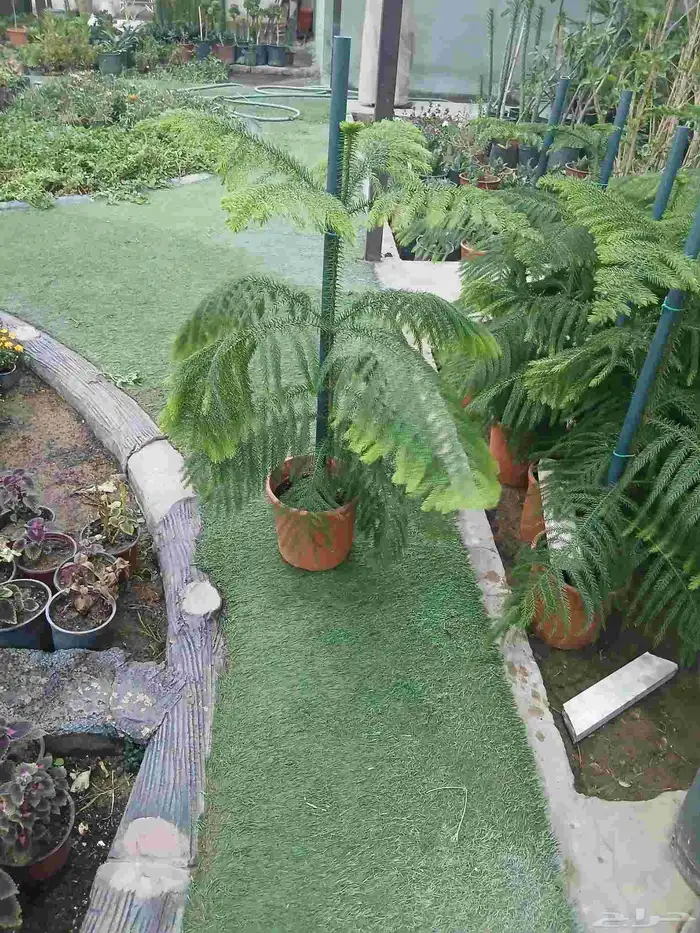 زرع طبيعى وصناعى 9