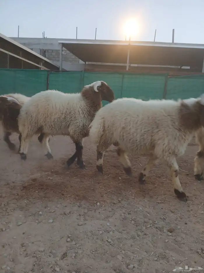 طليان نعيمي 0