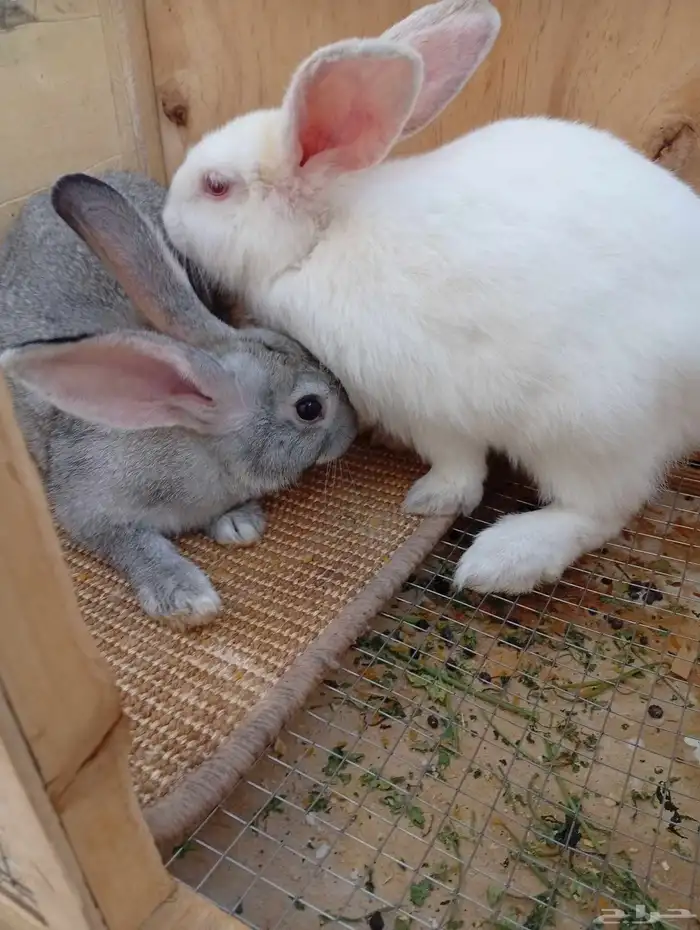 أرانب للبيع عمرها أربع شهور عددها أربع 2 ذكور و2 إناث 0