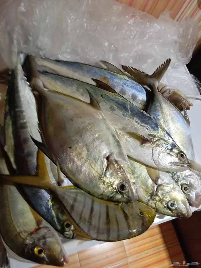 سمك بلدي انصاد بعد صلاة الفجر 0