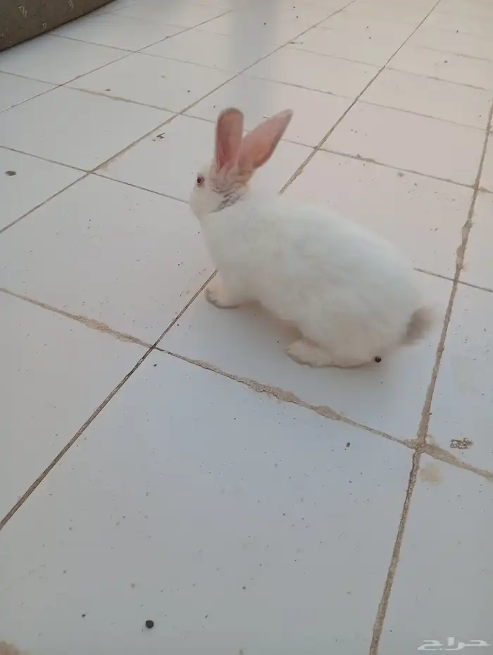 أرانب للبيع عمرها أربع شهور عددها أربع 2 ذكور و2 إناث 6