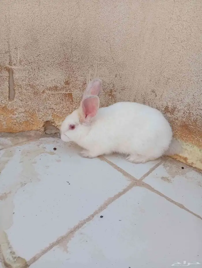 أرانب للبيع عمرها أربع شهور عددها أربع 2 ذكور و2 إناث 5