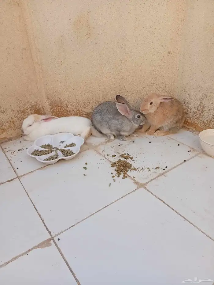 أرانب للبيع عمرها أربع شهور عددها أربع 2 ذكور و2 إناث 3